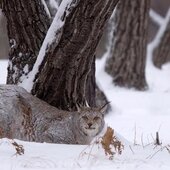 Март в Сихотэ-Алинском заповеднике — половодье солнечных лучей