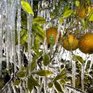 Холода в тропической Флориде чуть не погубили всю флору и фауну (ФОТО)