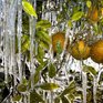 Холода в тропической Флориде чуть не погубили всю флору и фауну (ФОТО)