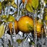 Холода в тропической Флориде чуть не погубили всю флору и фауну (ФОТО)