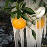 Холода в тропической Флориде чуть не погубили всю флору и фауну (ФОТО)