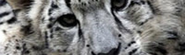 В чешском зоопарке родились три детеныша снежного барса