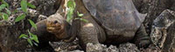На Галапагосских островах умер последний самец редкого вида черепахи 