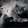Маленькая девочка и кот Том