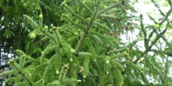 Под Новый год елки возьмут под хорану