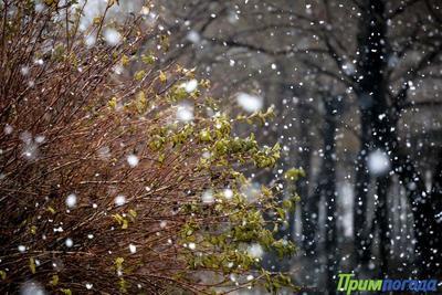 Температура в Приморье ниже климатической нормы
