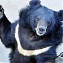 Танцующий медведь из Приморья стал звездой Интернета
