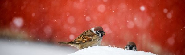 Сегодня в Приморье местами сохранится небольшой снег, похолодает