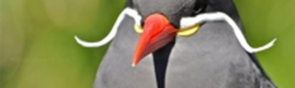 Поднимаем настроение: Усатая птичка