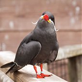 Поднимаем настроение: Усатая птичка