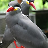 Поднимаем настроение: Усатая птичка