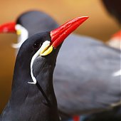 Поднимаем настроение: Усатая птичка