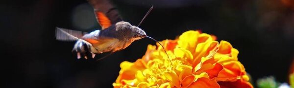 Сентябрь в Сихотэ-Алинском заповеднике – продолжение лета