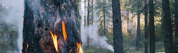 Возрастает пожароопасность леса в 3 районах на севере Приморья