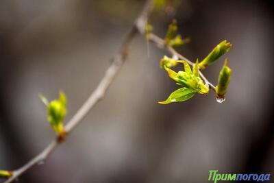 Небольшой дождь возможен в Приморье в пятницу