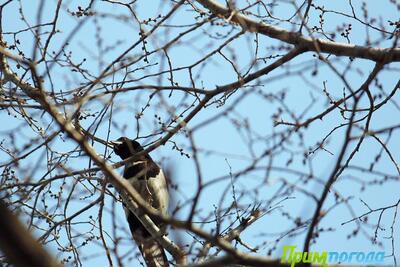 Синоптики рассказали о погоде в Приморье и Владивостоке на выходных. Точный прогноз на Примпогоде