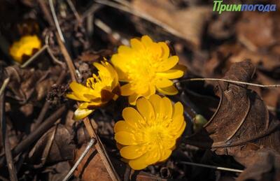 Синоптики рассказали о погоде в Приморье и Владивостоке в конце марта