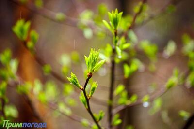 В субботу во Владивостоке воздух прогреется до +18 °С