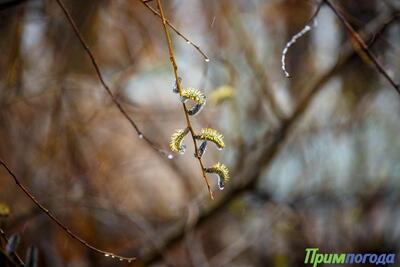 Переменчивая погода ожидается в Приморье и Владивостоке на выходных