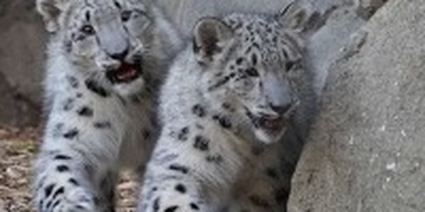 Снежные барсы вновь зорко видят