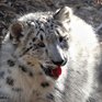 Снежные барсы вновь зорко видят