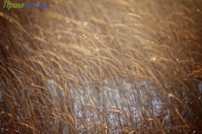 В Приморье установилась морозная погода с сильным ветром