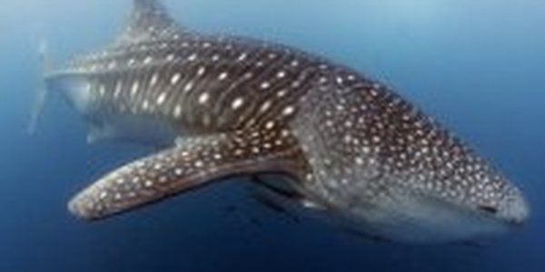 Крупнейший в мире акулий заповедник создан у Маршалловых островов