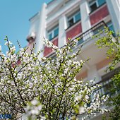 Во Владивостоке наступило время «ханами»