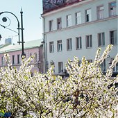 Во Владивостоке наступило время «ханами»