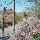 Во Владивостоке наступило время «ханами»
