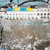 Во Владивостоке наступило время «ханами»