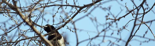 Температура воздуха в Приморье повысилась до +15 °C и продолжит расти