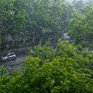 На юге Приморья пройдут сильные дожди с грозами