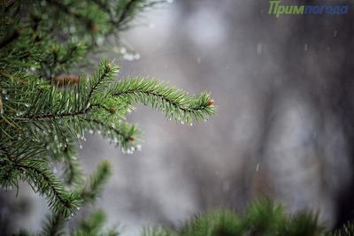 Осадки в виде дождя и снега пройдут в Приморье в среду 