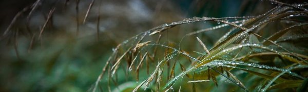 Во вторник в Приморье опять будет дождливо