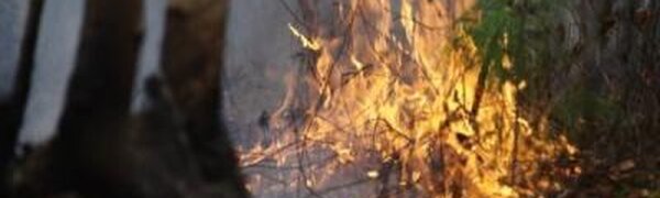 В ближайшие дни в Приморье начнет нарастать уровень пожароопасности леса