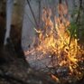 В Приморье ограничат посещение лесов в период эпидемии
