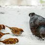 На смену морозу в Приморье придет потепление и снег