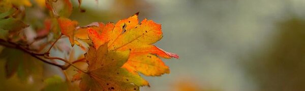 С какой погоды начнется октябрь в Приморье, рассказали синоптики