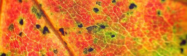 Первого октября воздух в Приморье прогреется до +21°С