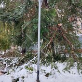 Первый снегопад обрушился на Кемерово: поваленные деревья и ДТП