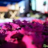 Приморье шагнуло в метеорологическое лето