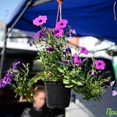 Приморье шагнуло в метеорологическое лето