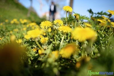 Приморье шагнуло в метеорологическое лето Приморье шагнуло в метеорологическое лето