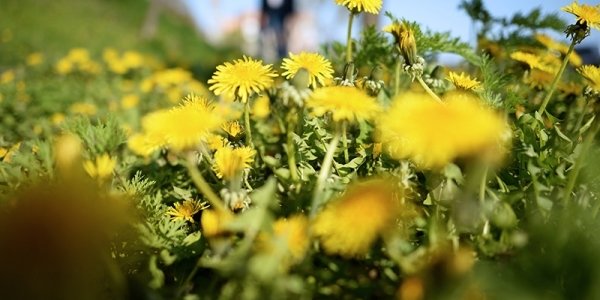 Приморье шагнуло в метеорологическое лето