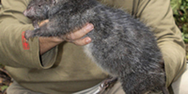 В Новой Гвинее обнаружена метровая крыса