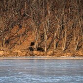 Январь в Сихотэ-Алинском заповеднике – холодный и ветреный