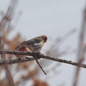 Январь в Сихотэ-Алинском заповеднике – холодный и ветреный