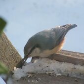 Январь в Сихотэ-Алинском заповеднике – холодный и ветреный