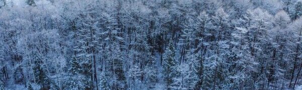 Январь в Сихотэ-Алинском заповеднике – холодный и ветреный